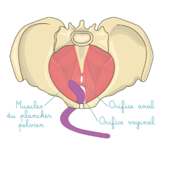 copy of Baguette pelvienne vibrante Intimate Rose - 5