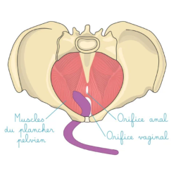 Baguette pelvienne pliable Intimate Rose - 3